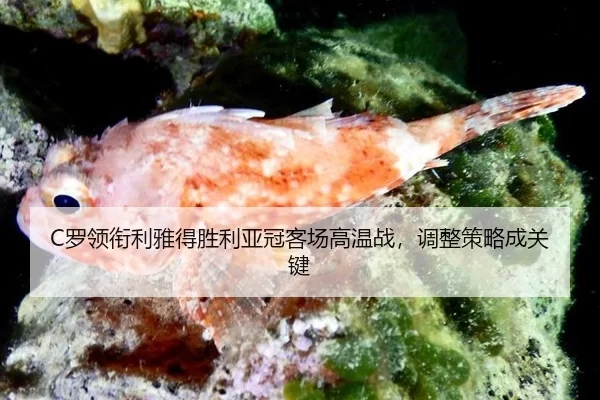 C罗领衔利雅得胜利亚冠客场高温战，调整策略成关键