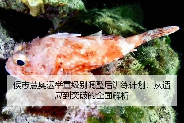 侯志慧奥运举重级别调整后训练计划：从适应到突破的全面解析